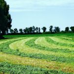 Window opens on first forage cut of 2017
