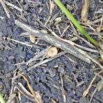 Apothecia are small golf tee-like structures that release the sclerotinia spores that can infect canola crops.