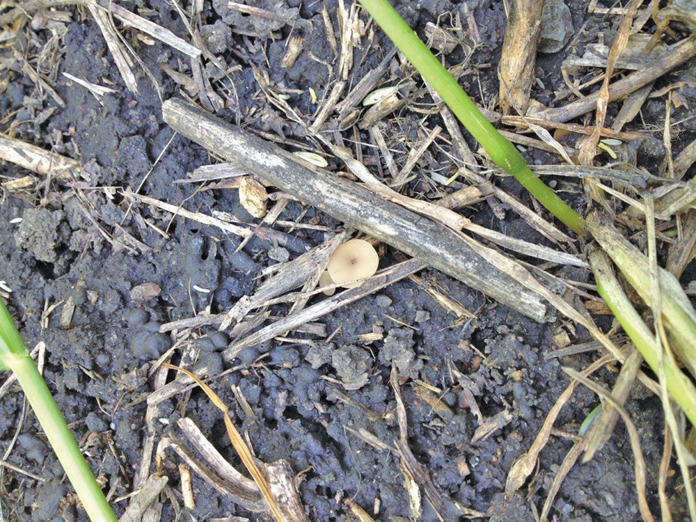 Apothecia are small golf tee-like structures that release the sclerotinia spores that can infect canola crops.