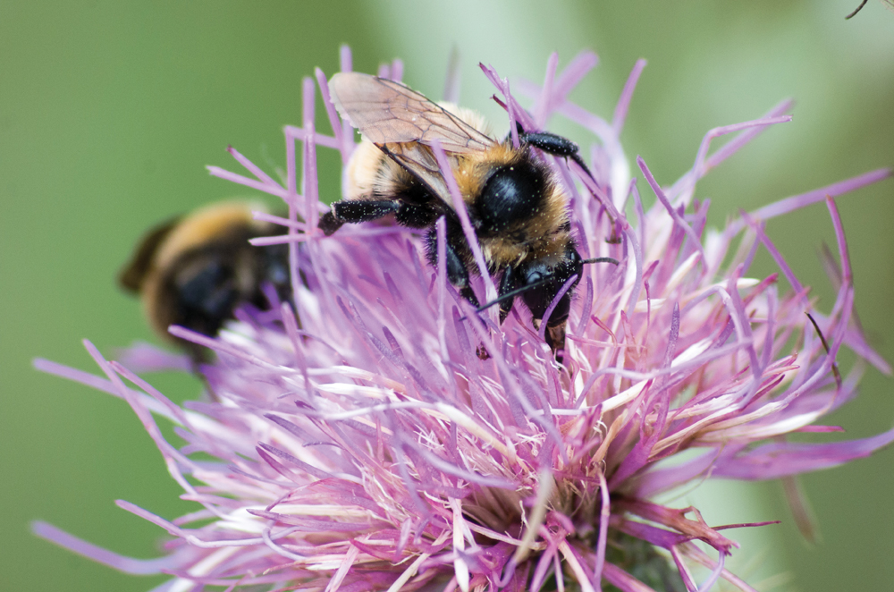 This summer will be the first producers across Western Canada can access free seed for pollinator-friendly plants through Operation Pollinator.