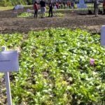 VIDEO: CanolaPALOOZA comes to Manitoba