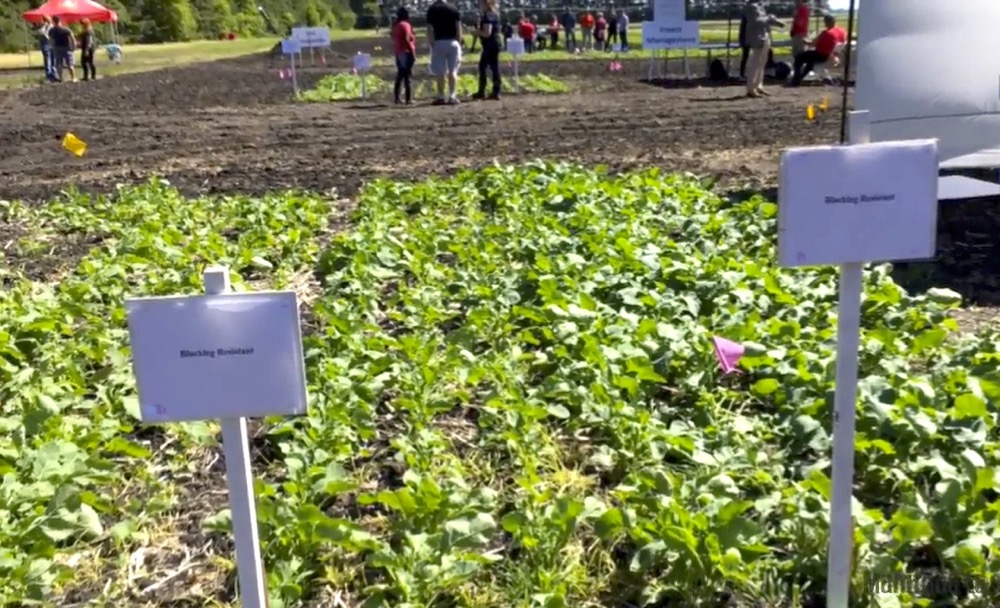 VIDEO: CanolaPALOOZA comes to Manitoba