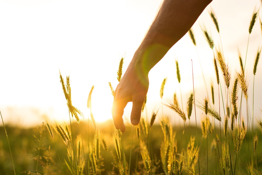 Groups across Canada’s agriculture and food sectors feel the time is right for a national food policy.