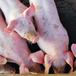 Call-in town hall urges biosecurity in face of PEDv outbreak