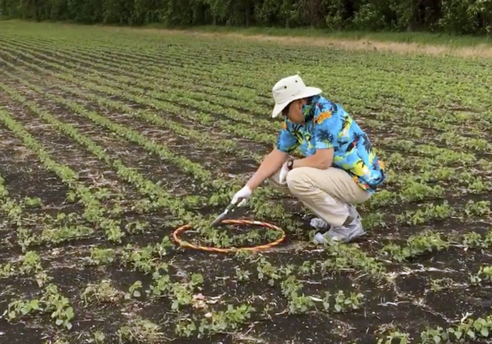 VIDEO When should you roll soybeans?
