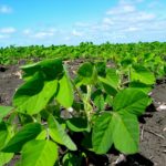 short soybeans - Allan Dawson