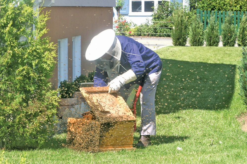 Beekeeping is catching on in cities, and enrolment has jumped for a University of Manitoba course for hobby beekeepers.