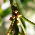 Aphid mummies.