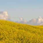 When it comes to a canola stand, how dense is dense enough? That topic has been the subject of some debate lately.