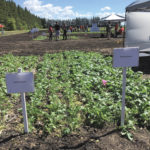 Different varieties of blackleg resistance are put on display during Canolapalooza June 22 in Portage la Prairie.