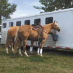 Trailering horses has become very common and doing it correctly will make the animal healthier,
happier and more willing to co-operate.