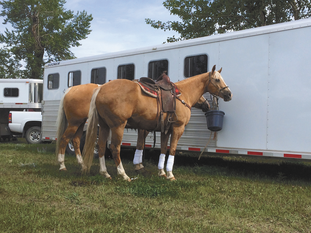Trailering horses has become very common and doing it correctly will make the animal healthier,  happier and more willing to co-operate.