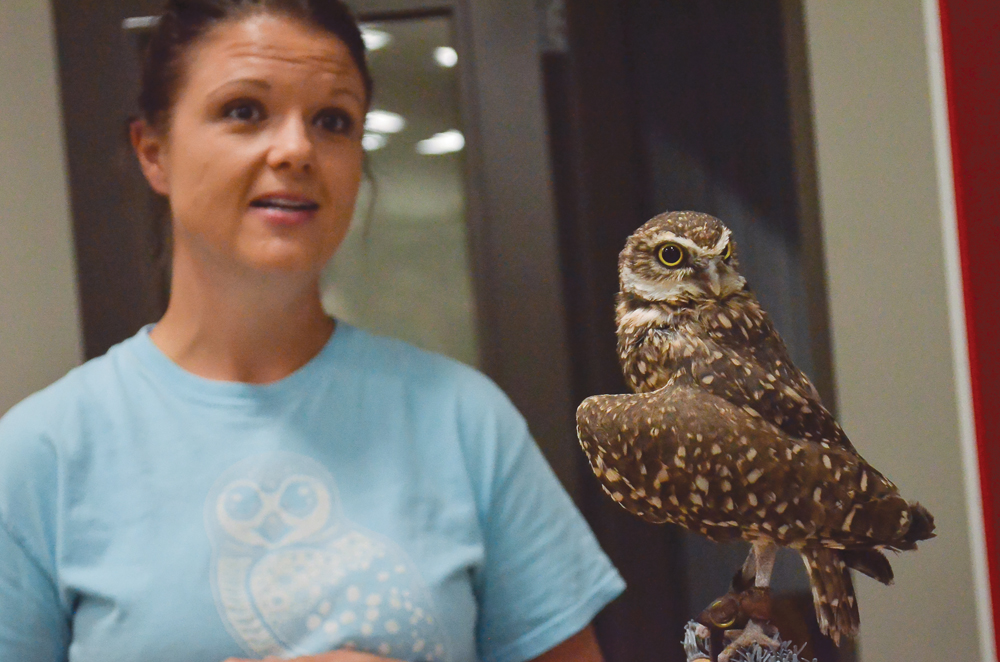 Alexandra Froese shows off Koko, a captive-born burrowing owl, during a recent bus tour of the Turtle Mountain Conservation District.