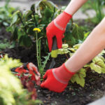 Photo of gloved woman hand holding weed and tool removing it from soil
