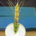 This single head, infected with wheat blast, is the first known occurrence of the disease in North America.