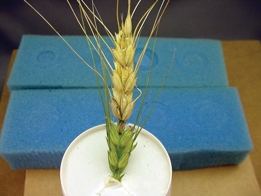 This single head, infected with wheat blast, is the first known occurrence of the disease in North America.