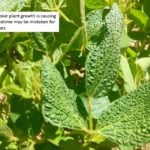 If you see this don’t worry, the plant will grow out of it says Lionel Kaskiw, Manitoba Agriculture’s Farm Production Advisor based in Souris.