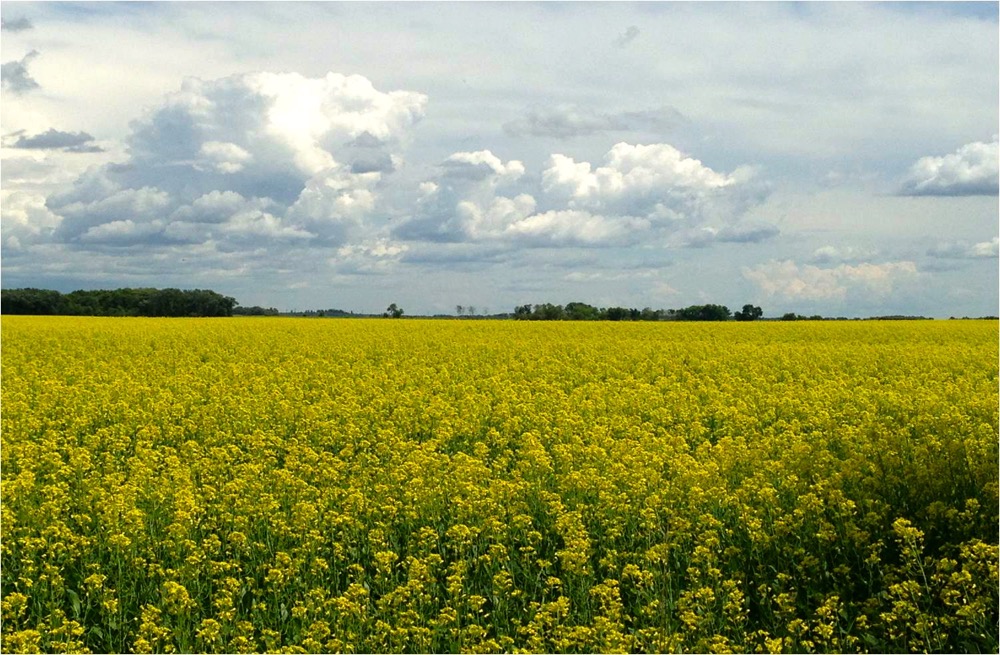 Traders keep canola prices above the $500 support mark