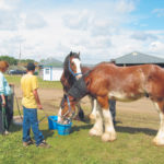 Confirmed cases of equine infectious anemia in Manitoba are keeping some horses off the short circuit this year.