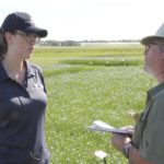 VIDEO: Scouting flax crops for pasmo