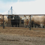 Volumes, prices rise with fall run at full throttle