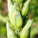 Aphids on wheat.
