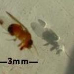 Surveillance turns up strawberry, raspberry pest