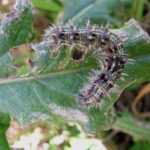 Thistle caterpillar.