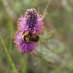 Purple prairie clover is just one in a long list of native species on rangelands that have ‘co-evolved’ with native pollinators.