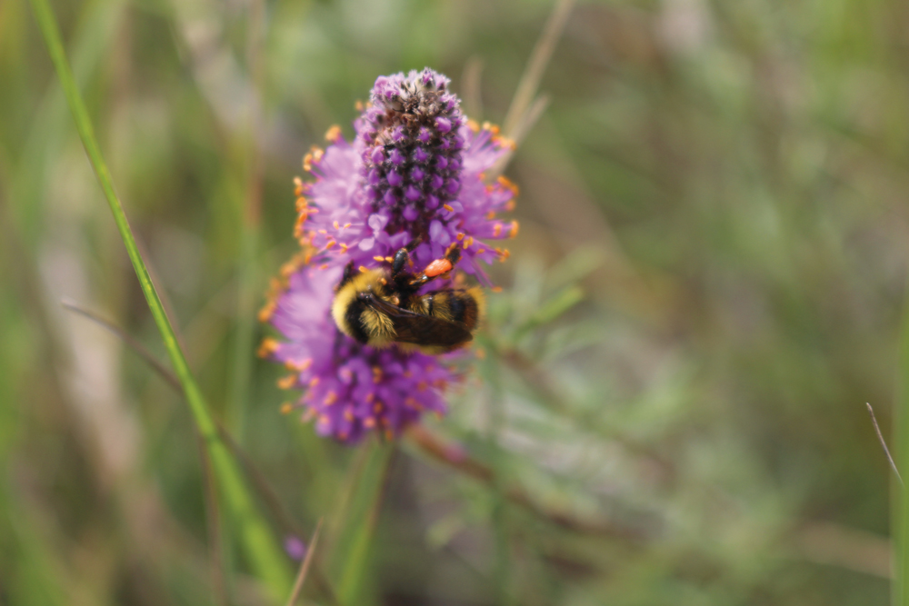 Purple prairie clover is just one in a long list of native species on rangelands that have ‘co-evolved’ with native pollinators.