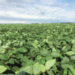 Soybean acres are now higher than wheat, but it’s not certain whether they’re high enough to attract a crushing plant to the province.