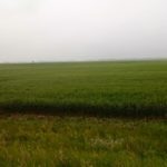 A field of wheat near Rocanville, Sask., on July 11, 2017.