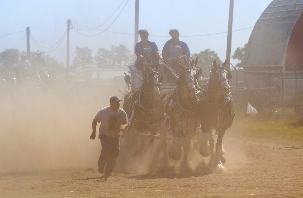 Britney and Charity Martin of Strathclair head to the 4 Hitch Class at the Manitoba Clydesdale Classic with the help of Eric Thevenot of Strathclair. The show ring was watered down but it was still a dusty trail.