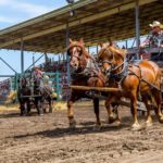 Gordon Nelson of Austin was first out of the stook pitching line with his team last Friday. It was part of the daily stooking and threshing competition with gas tractors against steam engines.