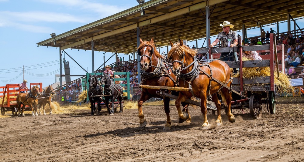 Gordon Nelson of Austin was first out of the stook pitching line with his team last Friday. It was part of the daily stooking and threshing competition with gas tractors against steam engines.