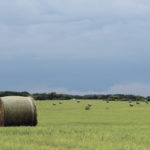 Manitoba counts the cost of dry conditions on hay harvest