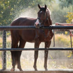 Hosing down an overheated horse with cold water will quickly cool the animal.