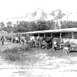 Milking on the Barnardo farm