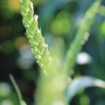 Researchers at USC and Texas A&M University grew winter wheat in an arid area of Texas with reduced irrigation and found that the plants protect themselves by producing thick leaf wax.