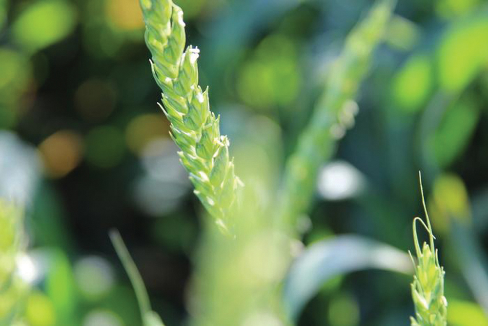 Researchers at USC and Texas A&M University grew winter wheat in an arid area of Texas with reduced irrigation and found that the plants protect themselves by producing thick leaf wax.