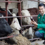 Beef 911: Preconditioning is good for the entire cattle industry