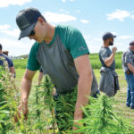 Field tour attendees July 25 take a closer look at an experimental hemp-legume intercrop plot.