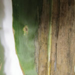 Corn leaves display the lesions associated with Goss’s wilt.