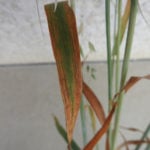 Oat plants in central Manitoba display chlorosis discolouration, one of the first signs of barley yellow dwarf virus.