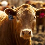 Manitoba cattle marts continue slow summer pace
