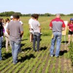 VIDEO: Diagnosing phytophthora root rot in soybeans