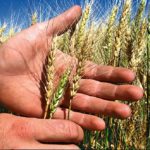 Fusarium in wheat.