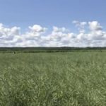 VIDEO: Growing North