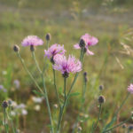 The introduced invasive species spotted knapweed is easily identified once the plant produces its distinctive bright-pink flowers. But at this stage it is already well past the stage where controlling its spread is easy or feasible, warns the Invasive Species Council of Manitoba.