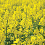 U.S. researchers hope canola plants will show how plants react to early drought stress.